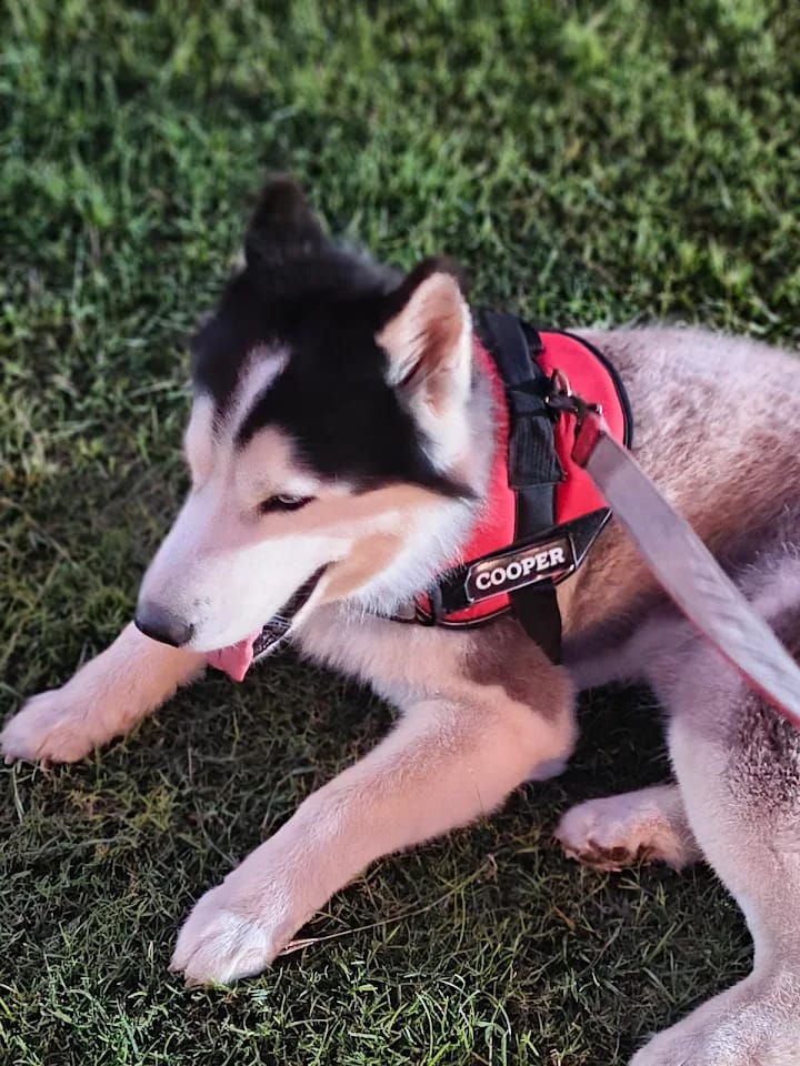 Husky puppy Cooper with red harness on grass