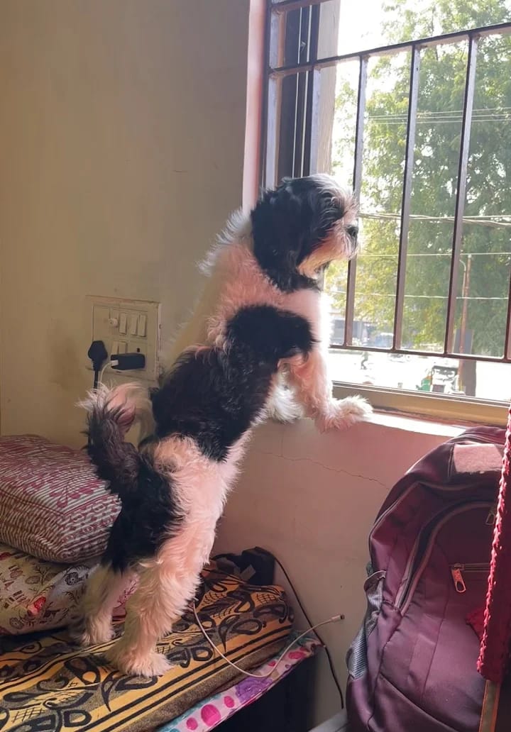 Dog looking out window in comfortable boarding room