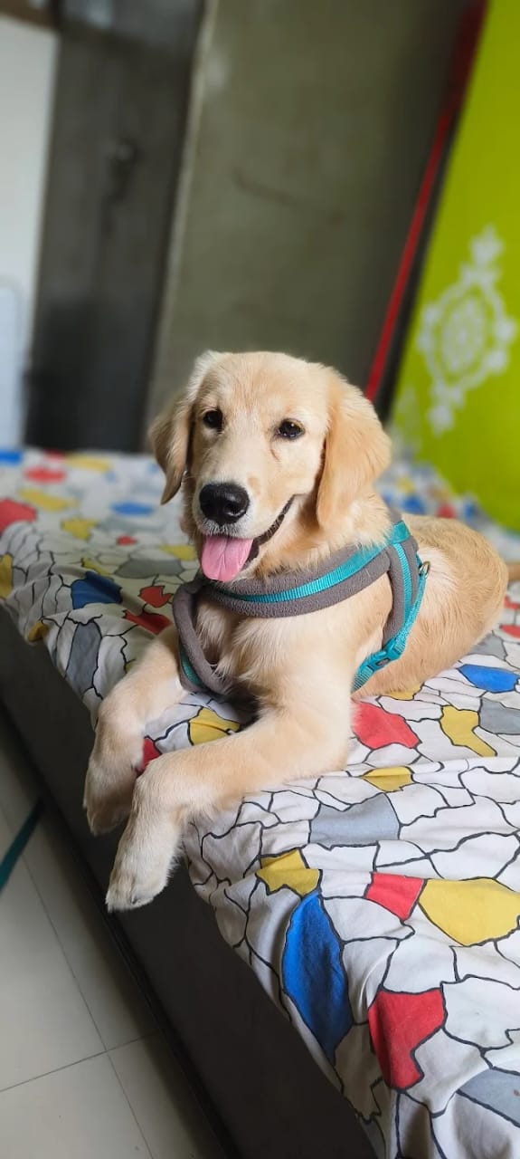 Golden Retriever puppy comfortable on colorful bedding