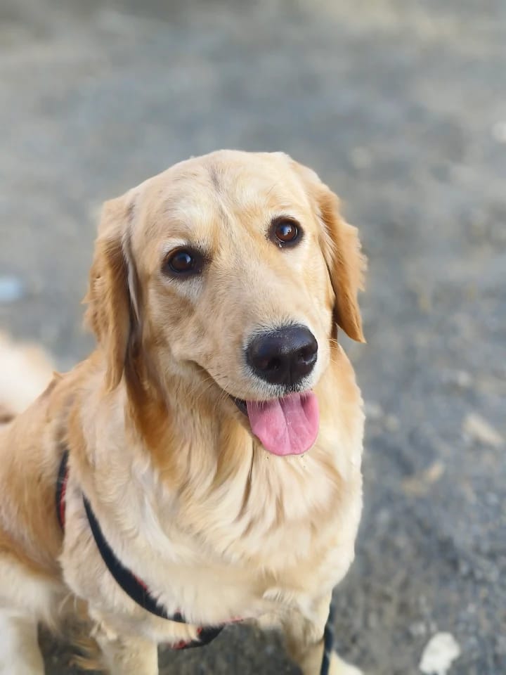 Happy Golden Retriever at Dog Vacay boarding facility in Vadodara