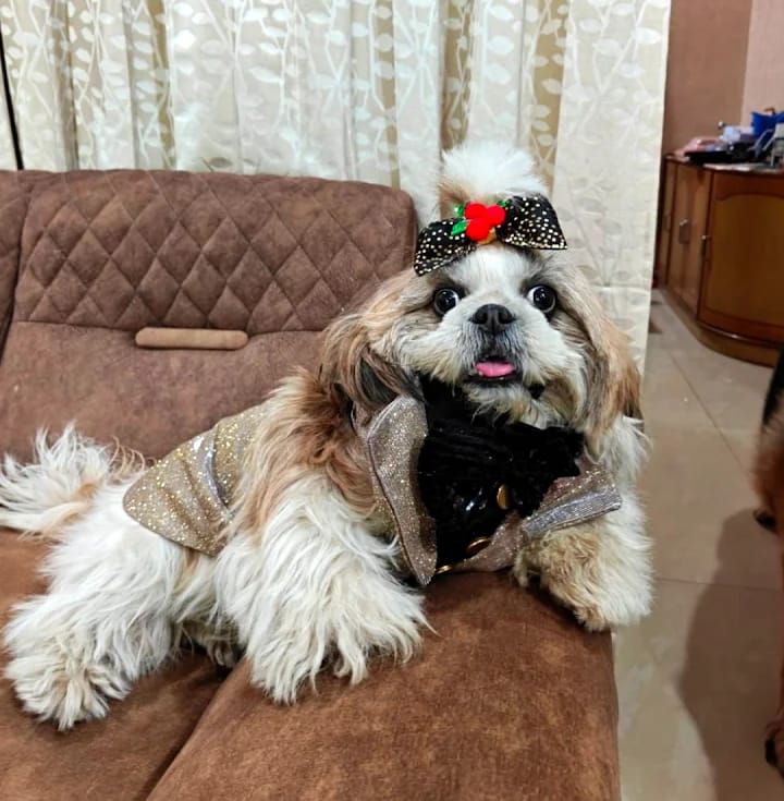 Professionally groomed Shih Tzu with decorative outfit and bow