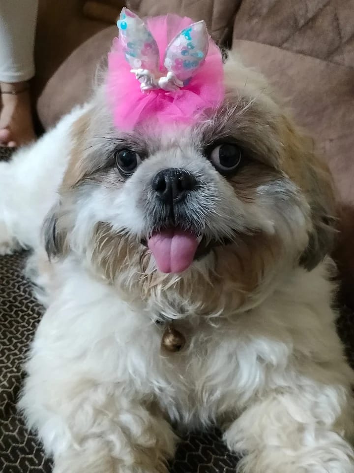 Small dog with professional grooming and pink bow