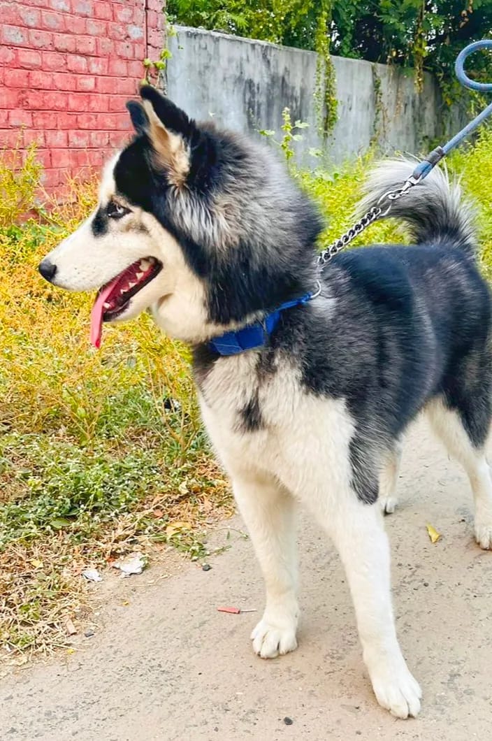 Husky enjoying outdoor exercise time