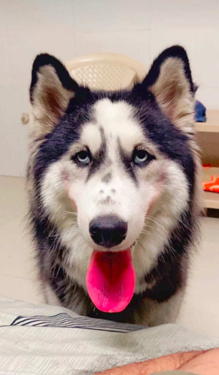 Beautiful Husky with blue eyes at Dog Vacay Dog Boarding facility