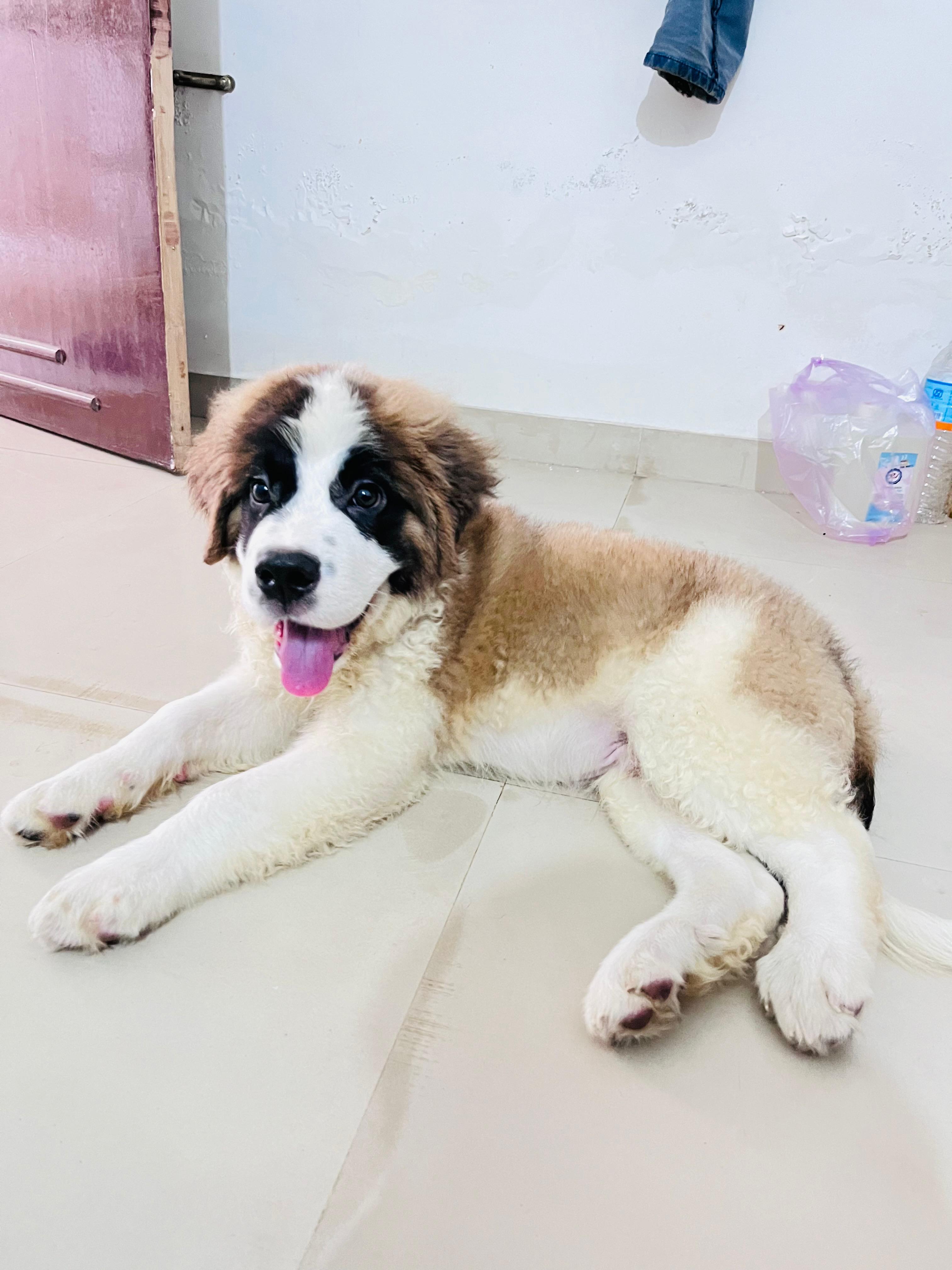 Beautiful Saint Bernard puppy relaxing at Dog Vacay Dog Boarding facility
